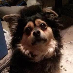 Meet your Posher, Dawn